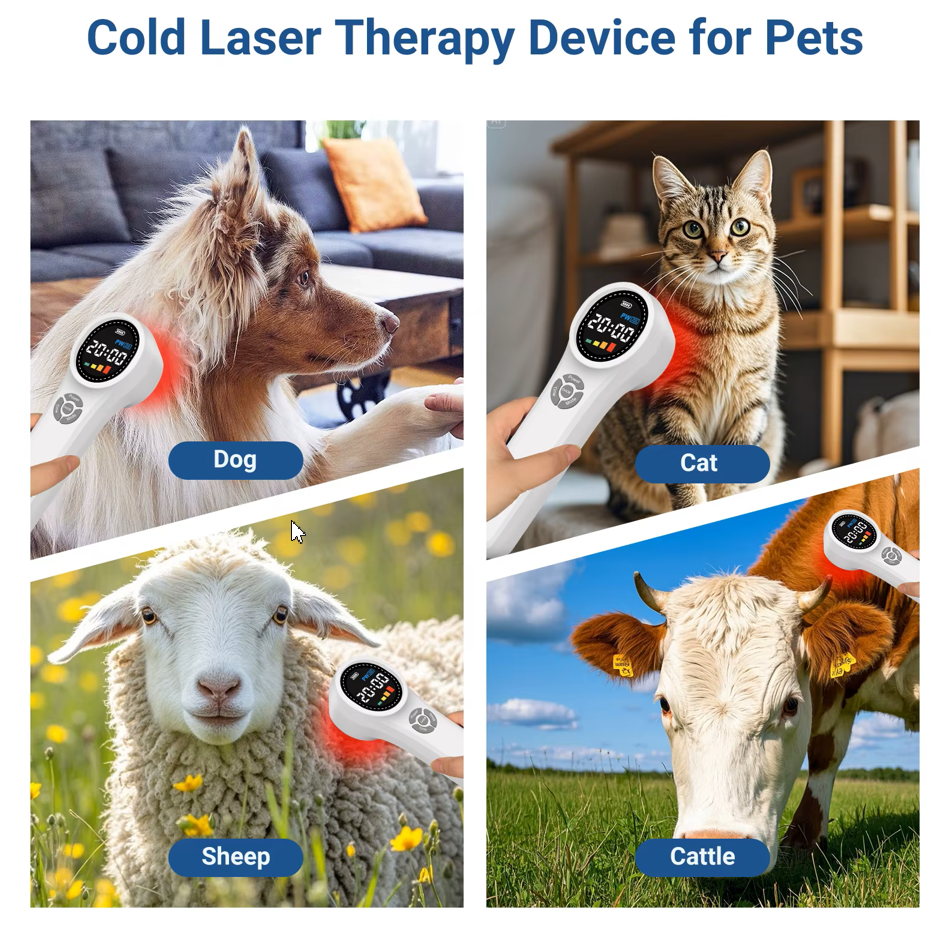 Állatgyógyászati lézer