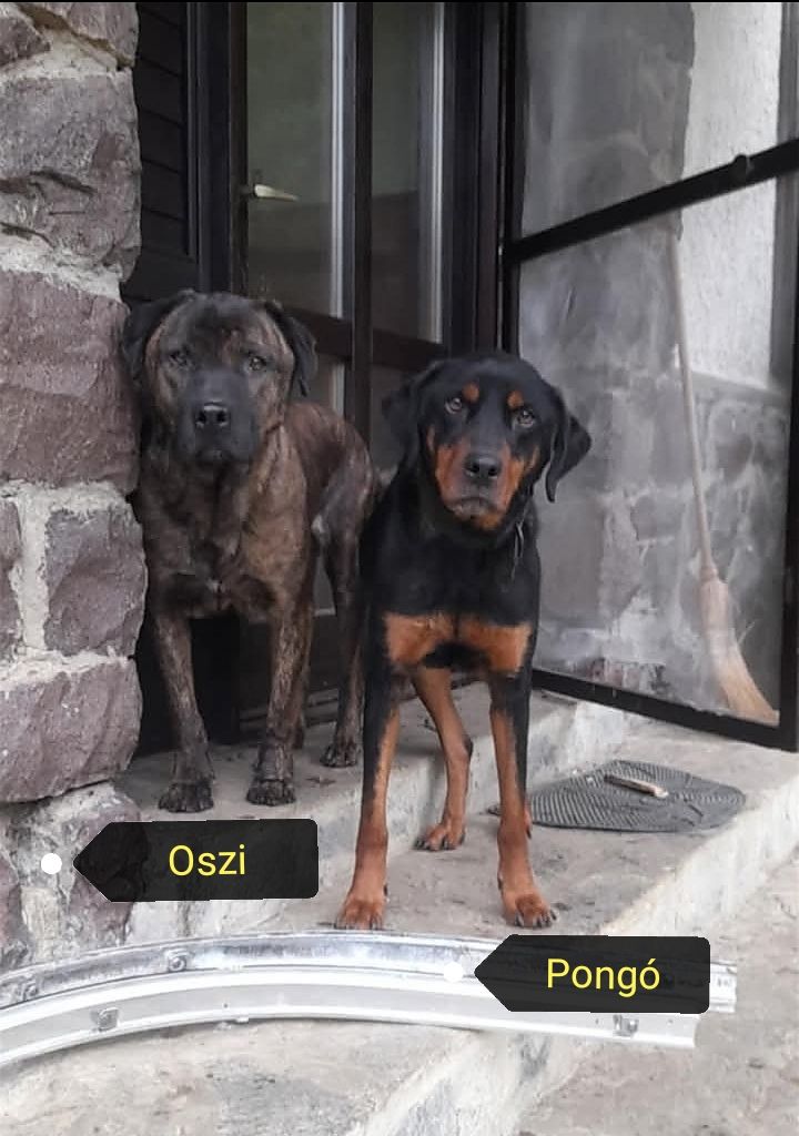 Oszi és Pongó a panzióba