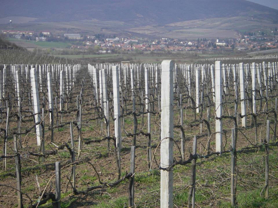 szolooszlop2