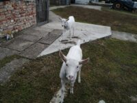 IMG_20251005_163941