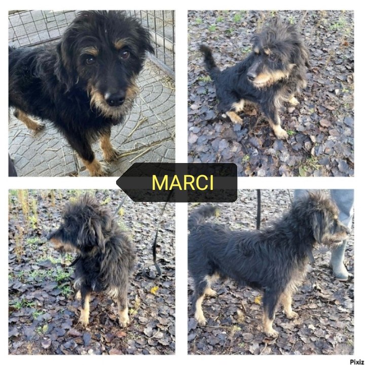 Marci a panzióba