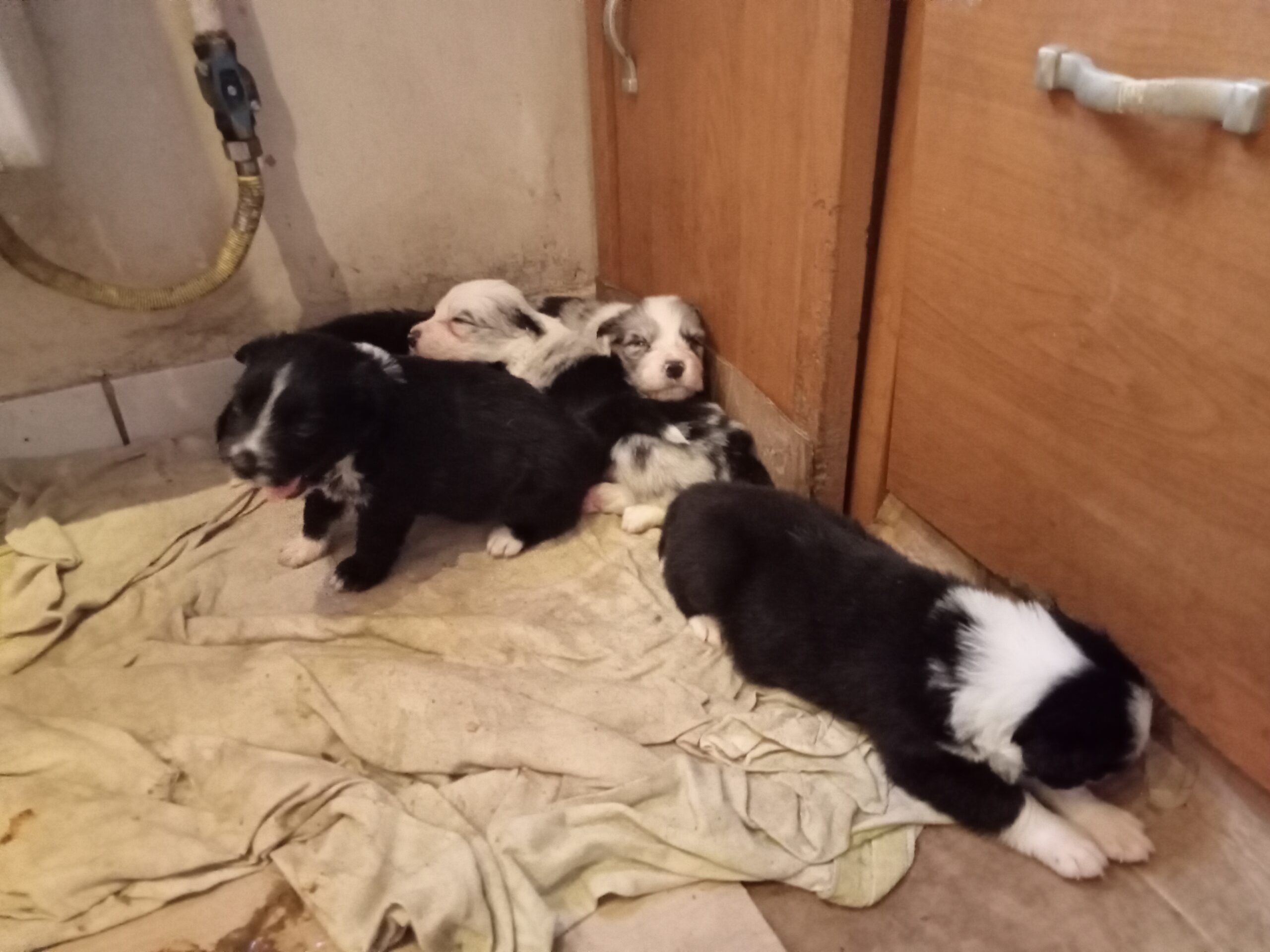 ef03f159-5bb3-4b9f-a170-c921ceba4b7d-1_all_3062