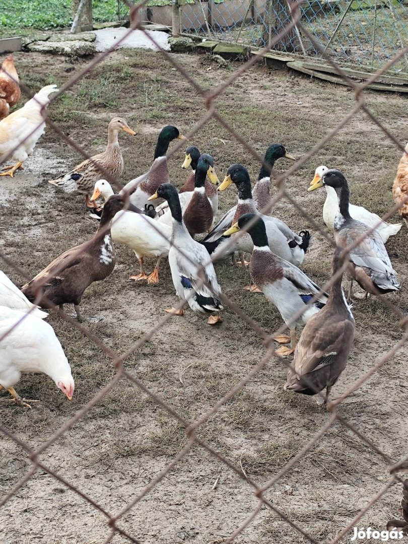 India_futokacsa_elado__244002700853263