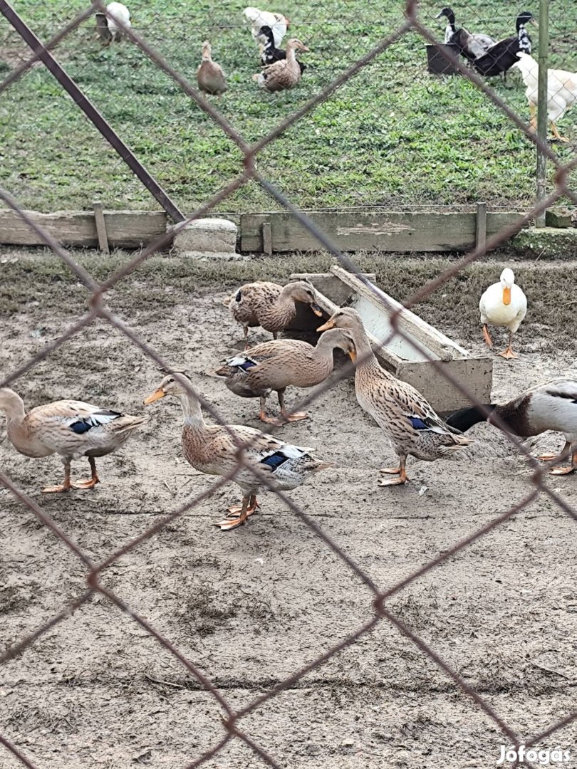 India_futokacsa_elado__250232700853079