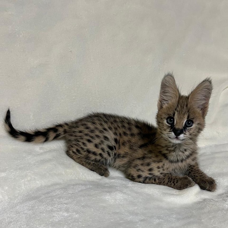 anonyig.io_Instagram_royalstatuscat_3743757543089412168_8451454175