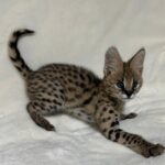 anonyig.io_Instagram_royalstatuscat_3743757543072638427_8451454175