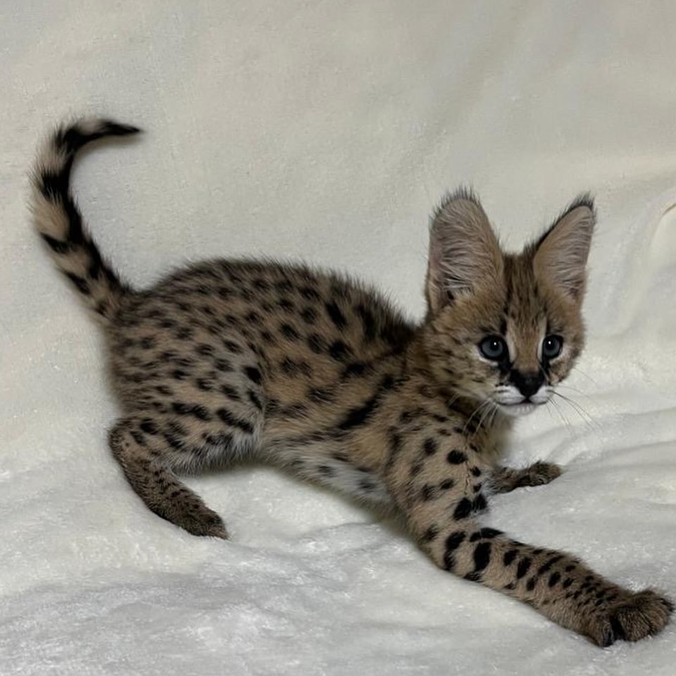 anonyig.io_Instagram_royalstatuscat_3743757543072638427_8451454175