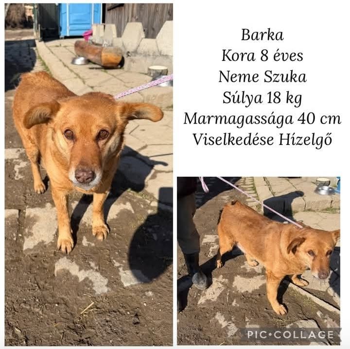 Barka
