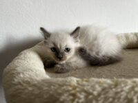 IMG-f2fc73d19444c7a4efe5ec183d63a510-V