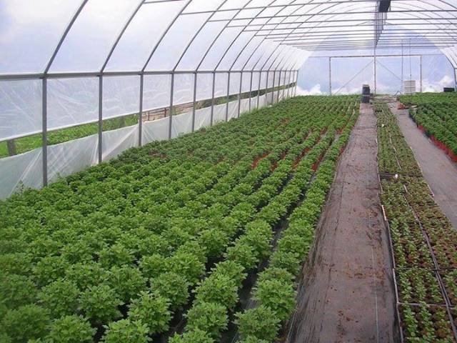 photo_foliasator-epitese_107059421