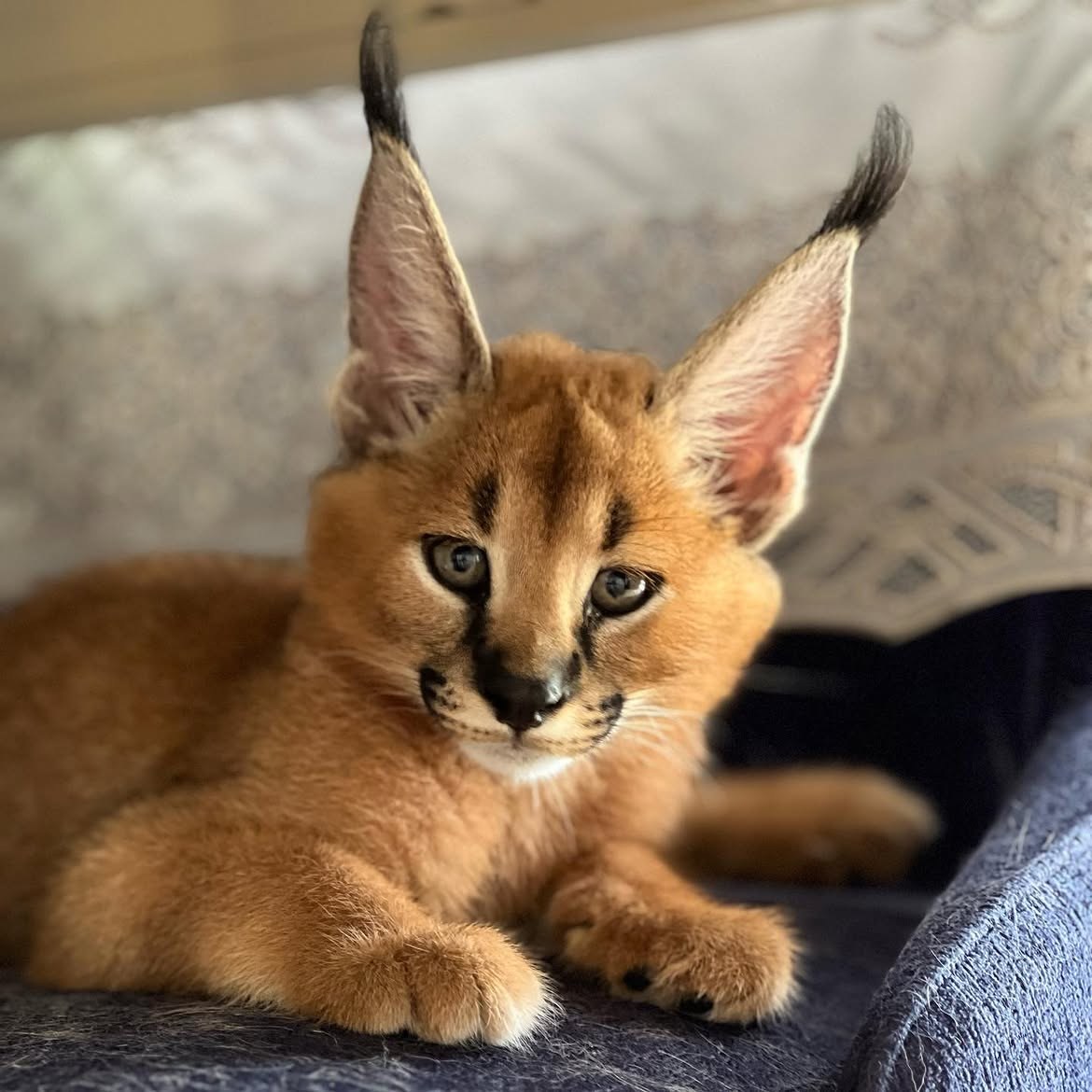 caracal_upload_5