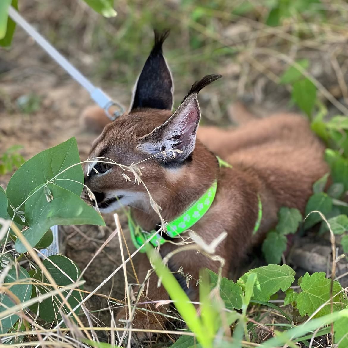 caracal_upload_2