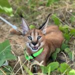 caracal_upload_4