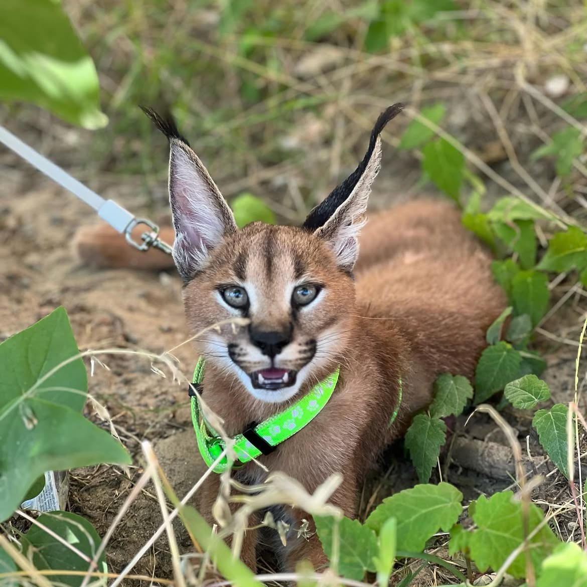 caracal_upload_4