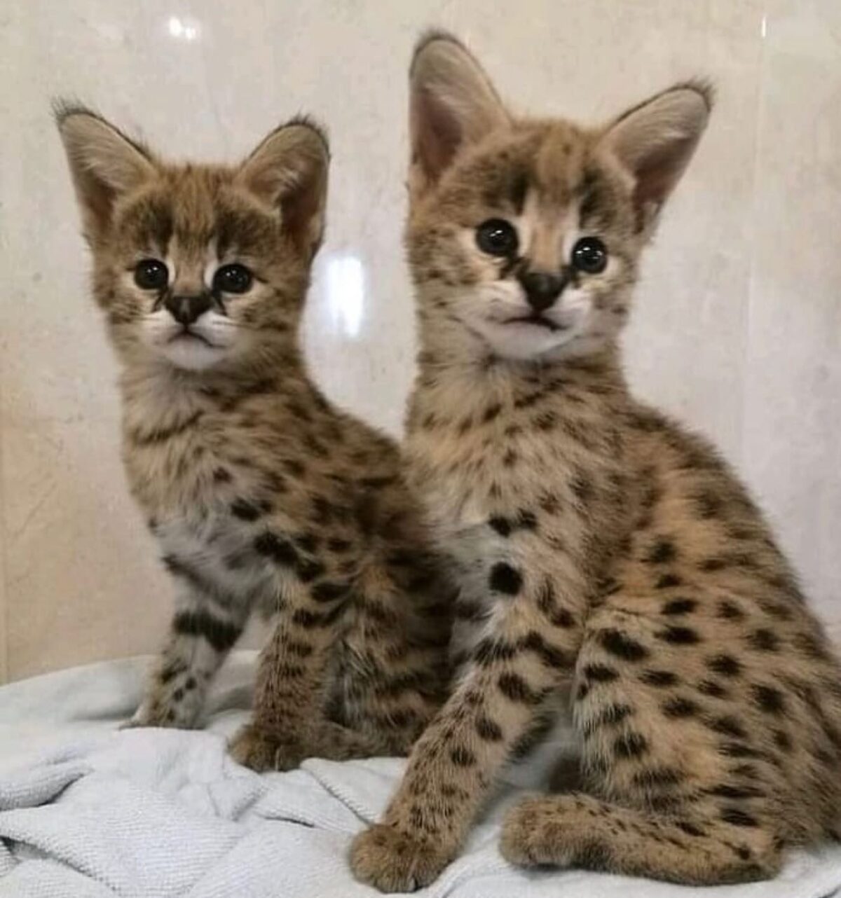 anonyig.io_Instagram_savannah_serval_kittens_3029545026527263409_49961352738
