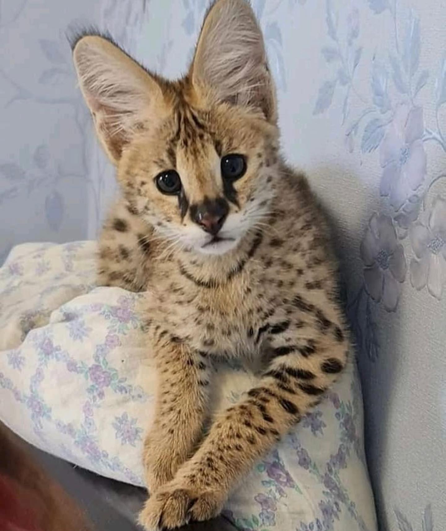 anonyig.io_Instagram_savannah_serval_kittens_3029544005449135136_49961352738