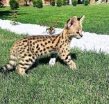 anonyig.io_Instagram_savannah_serval_kittens_3029544656136621085_49961352738