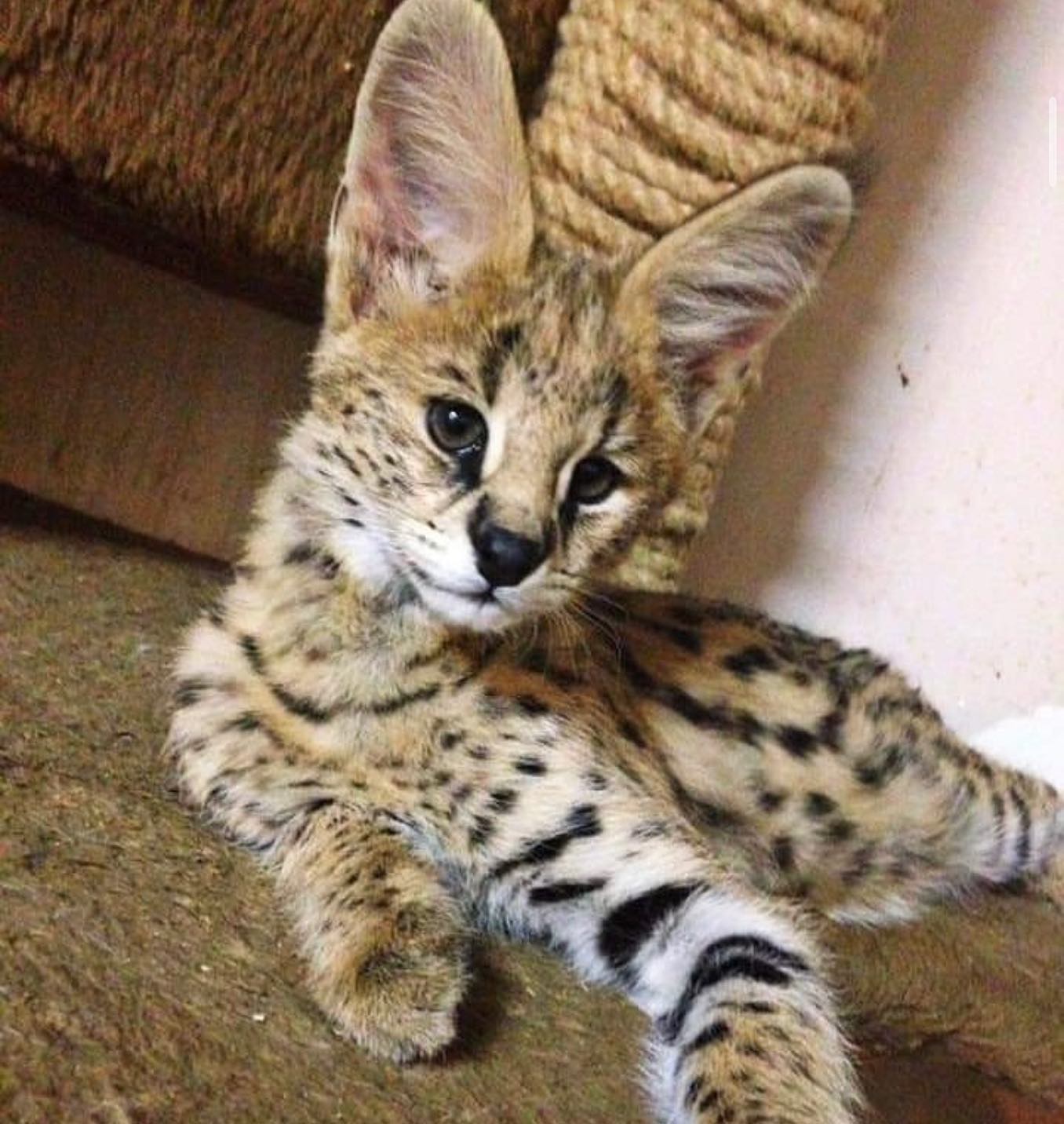 anonyig.io_Instagram_savannah_serval_kittens_3029541862839237631_49961352738
